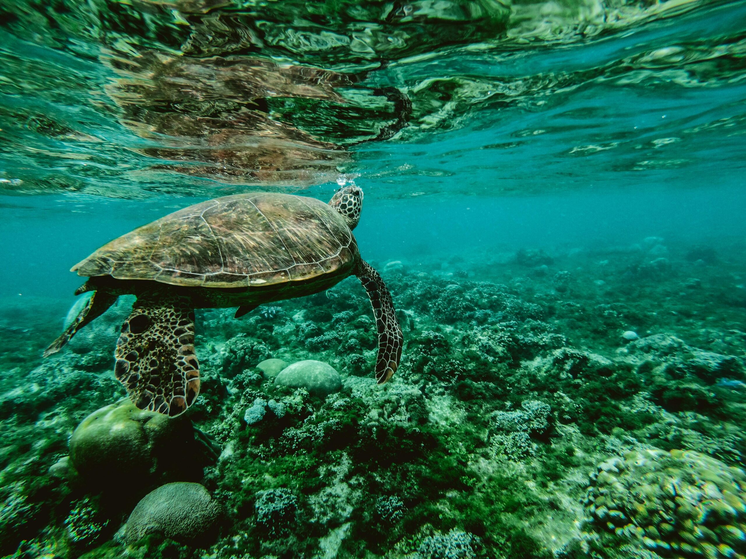 Photo of a turtle swimming