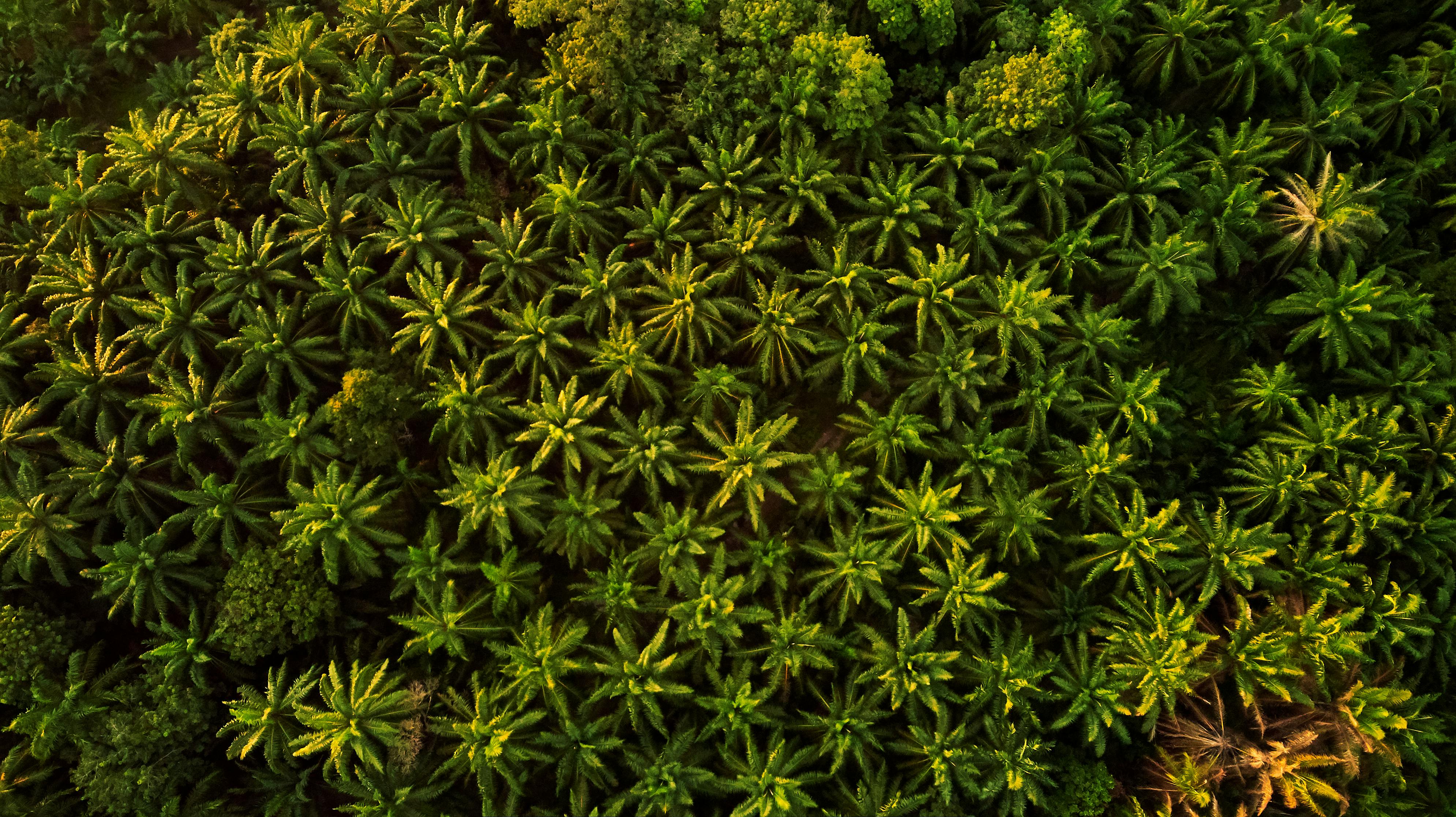 Photo of a Plam Oil Plantation from above