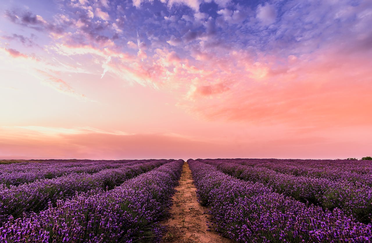 Photo of a lavender feild and sunset