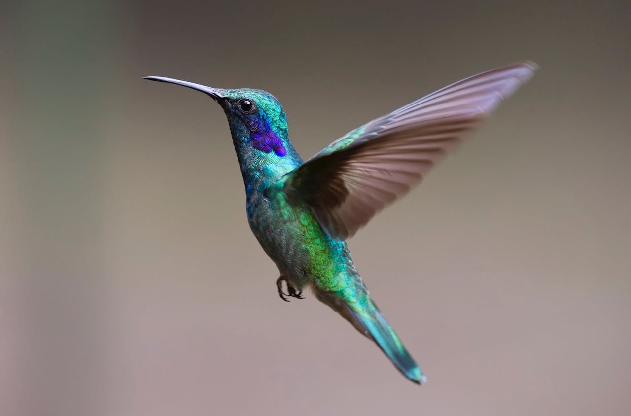 Photo of a Humming Bird