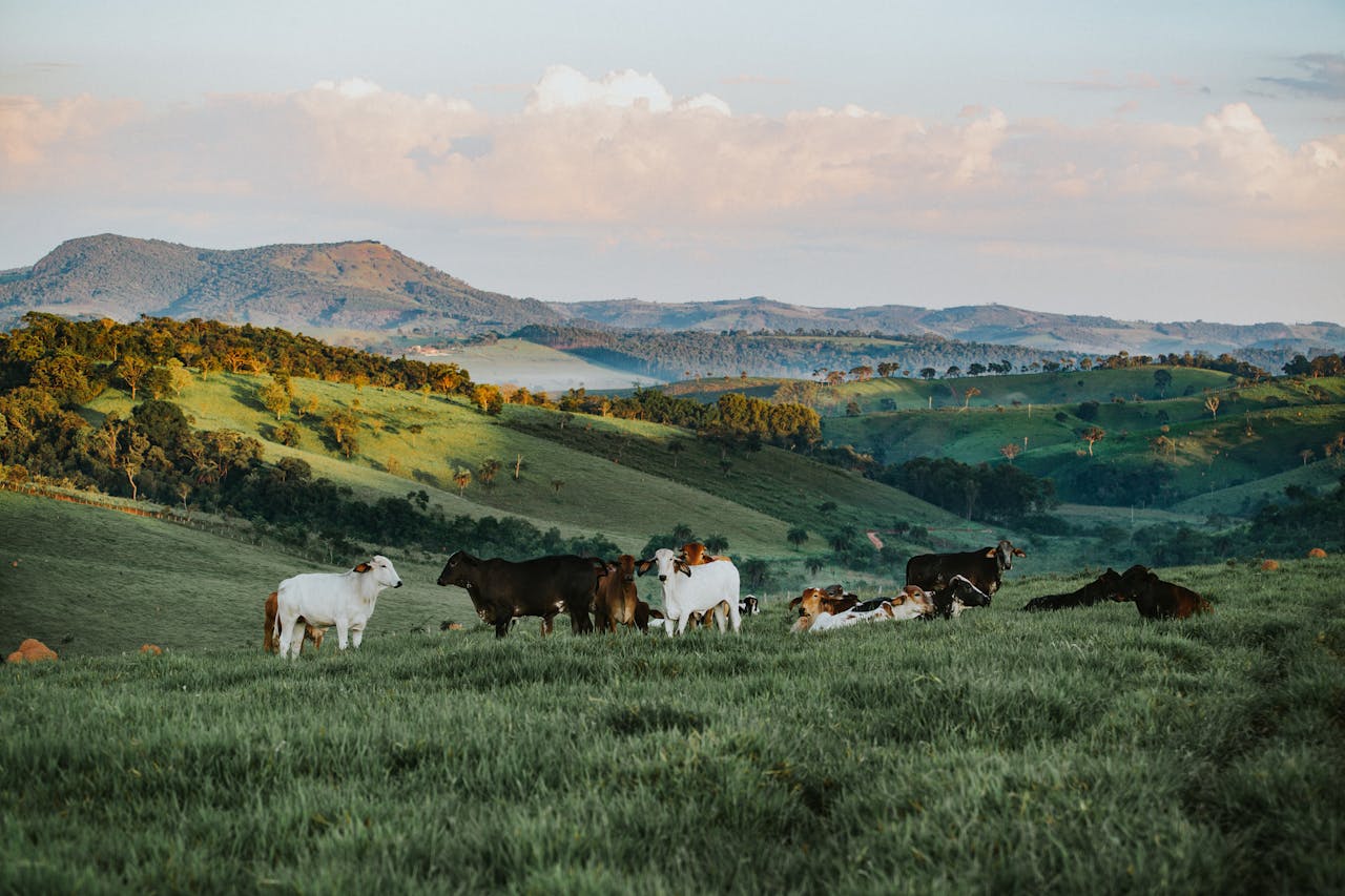 Photo of happy cows
