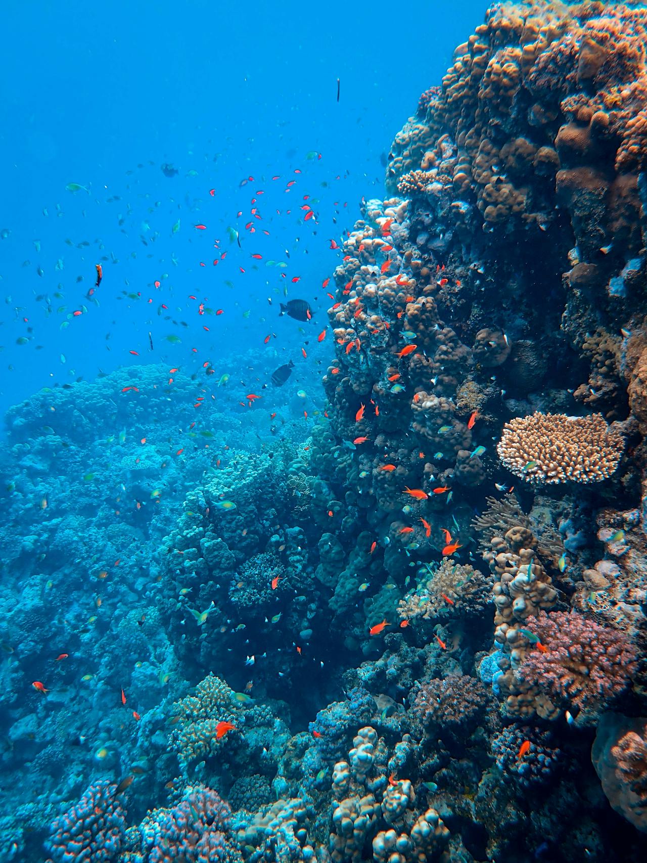 Photo of biodiverse ecosystem