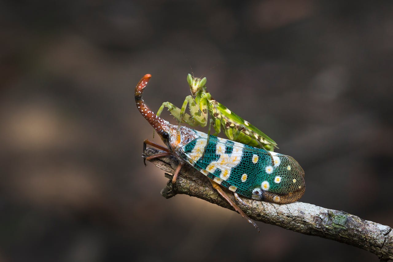 Photo showing 2 insects