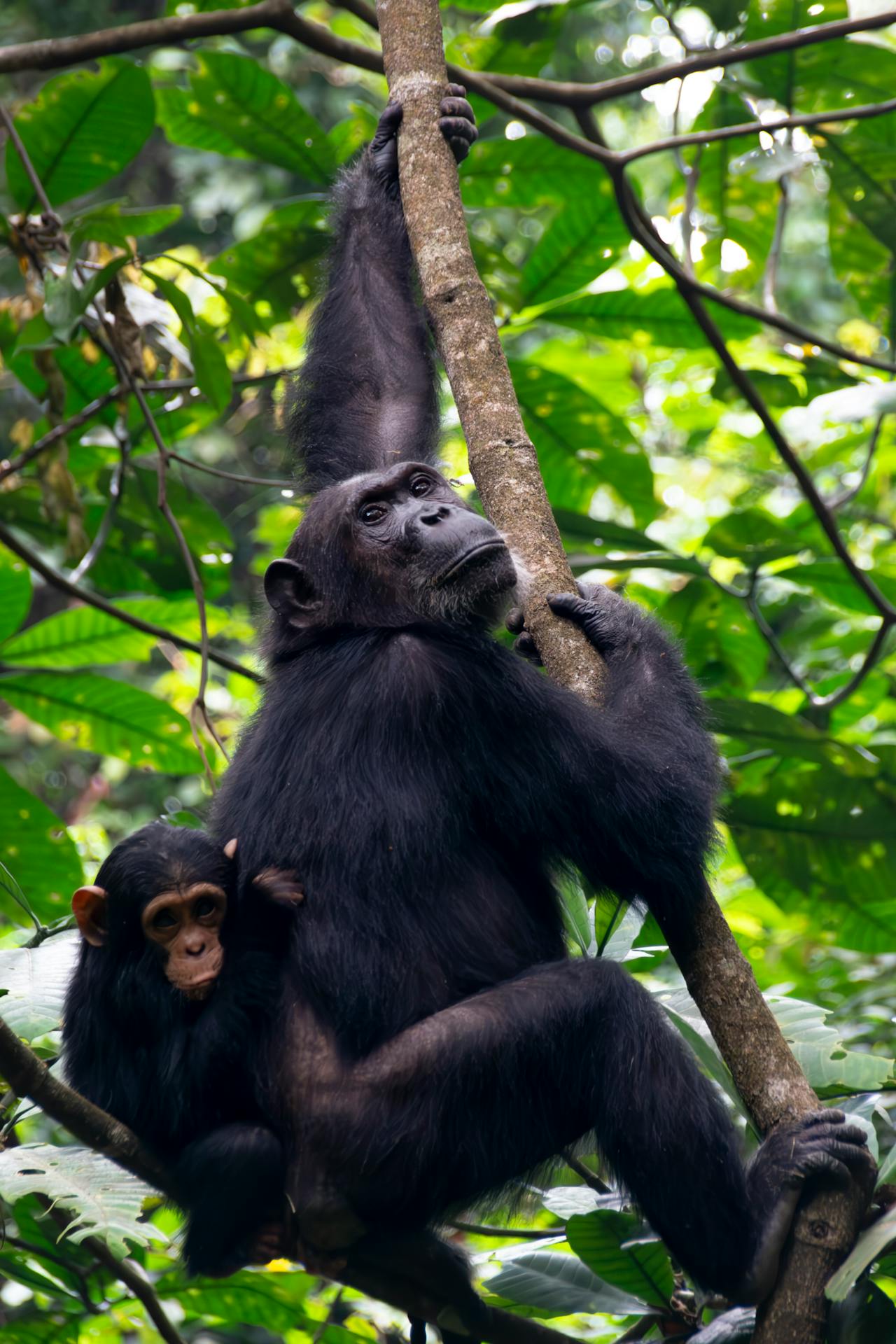 Mother and Baby Chimpanzee