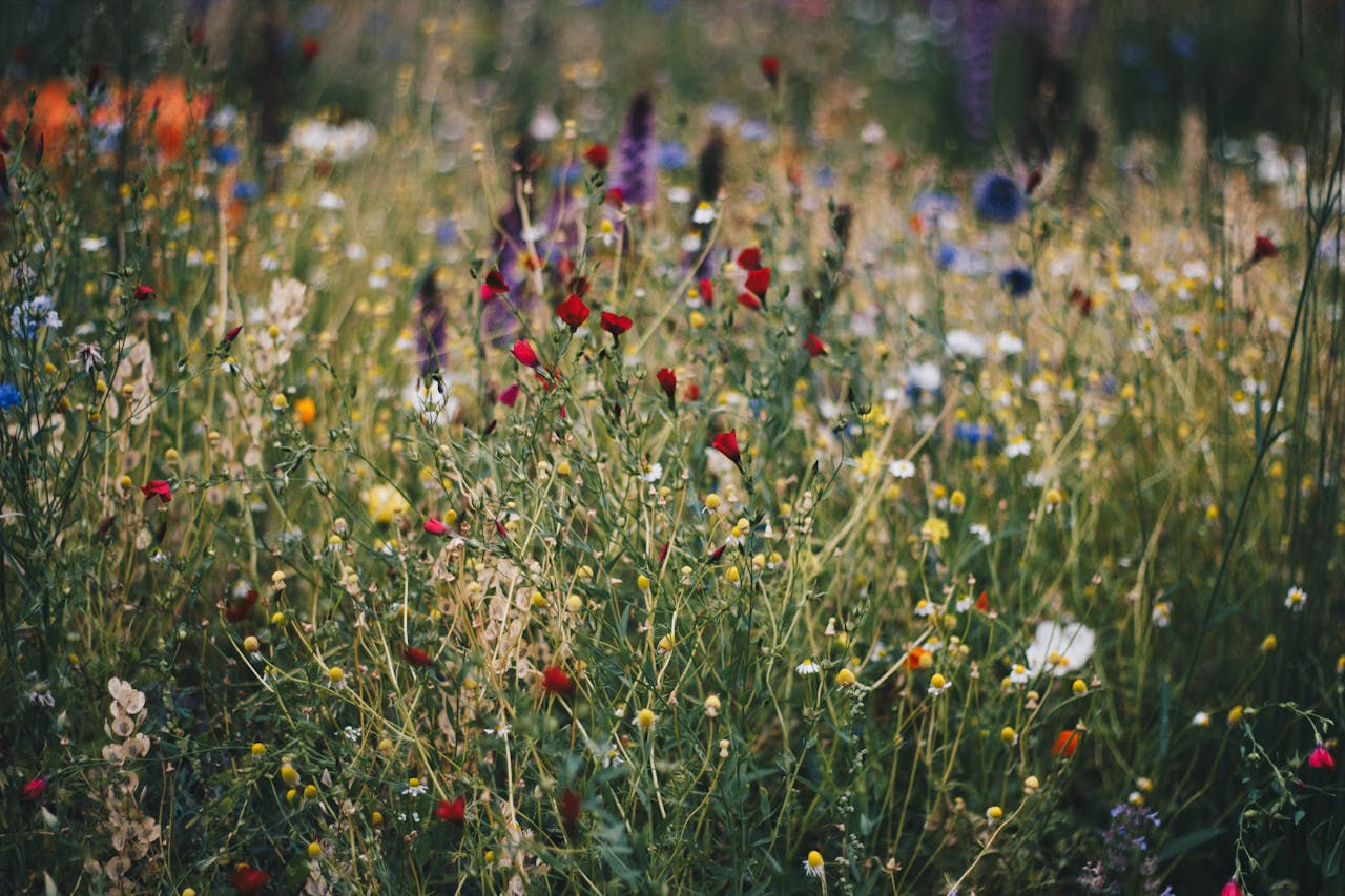 Image showing biodiverse garden