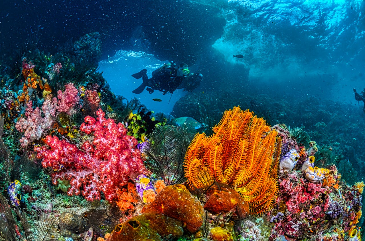Photo of people diving in coral reef