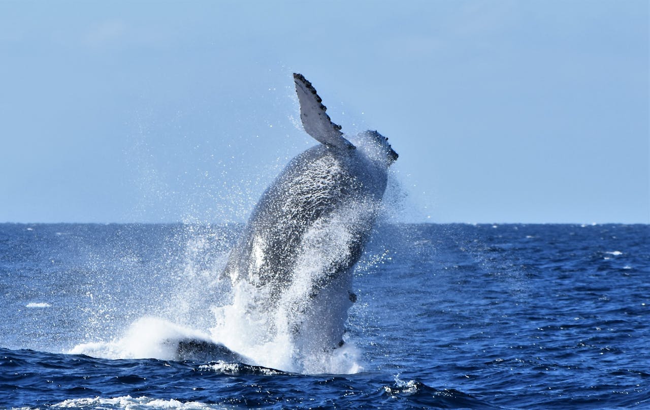 Whale Breaching