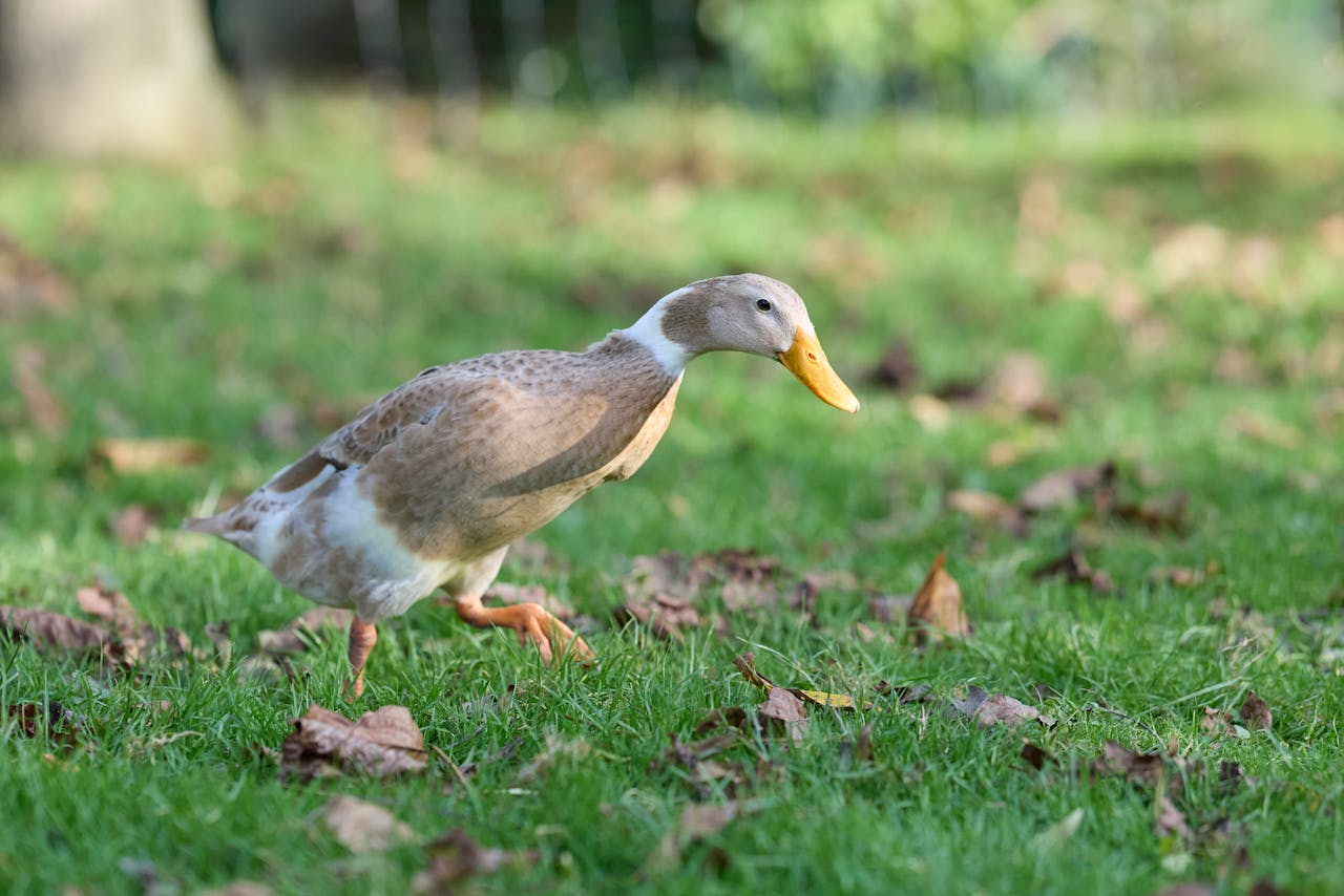 Photo showing a runner duck