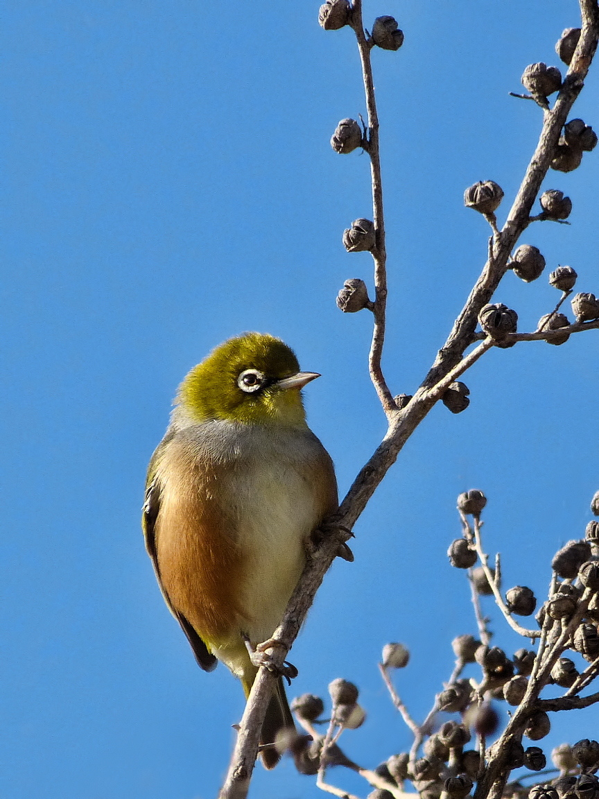 small wildlife garden ideas