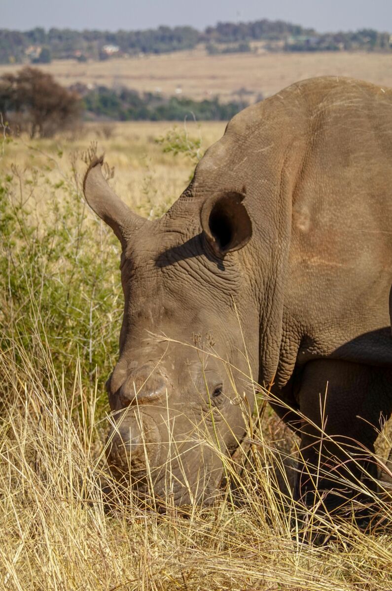 rhino poaching