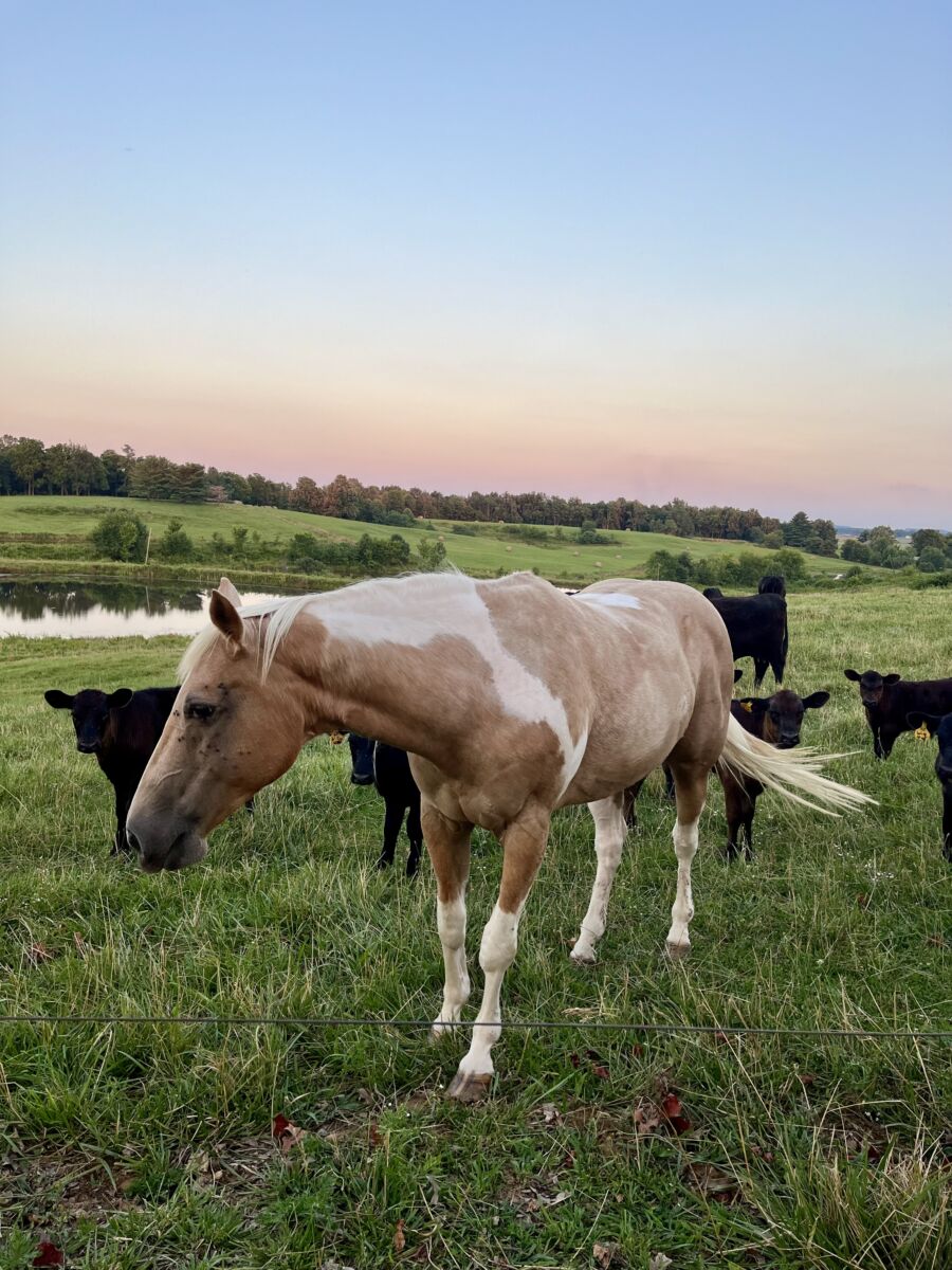 polyculture vs monoculture